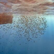 school of fish