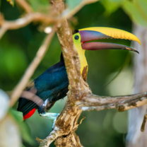 Toucan in a tree in Costa Rica rainforest