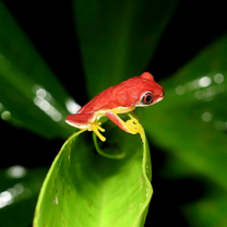 Gliding Tree Frog on a plant in the Costa Rican rainforest