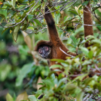 Monkey hanging from tree in Costa Rican forest