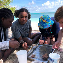 Studying Marine Life on Saddleback Cay