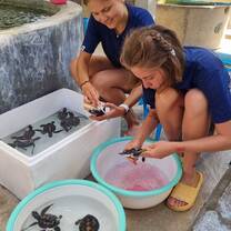 Volunteers taking care of the turtles