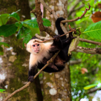 Costa Rica - Family-Friendly Volunteering on the Pacific Coast