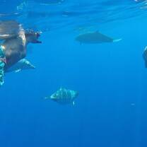 Snorkeling in Shark's Cove