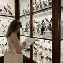 Student looking at display in museum in Florence 