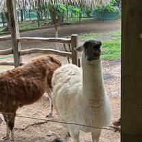 Llama