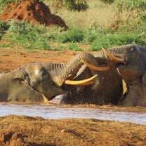 Elephants at Mara river