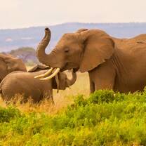 Elephants at Masai Mara