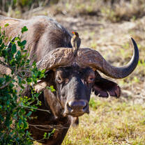 African buffalo at Masai Mara
