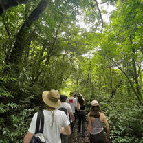 a group walks in the jungle