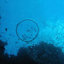 Abyss dive center internship courses