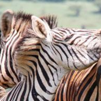 Study abroad in South Africa already!