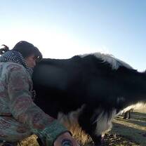 A volunteer milking an yak
