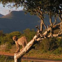 Cheetas in South Africa