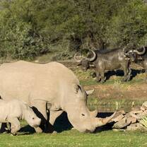 Rhinos in the wild of South Africa