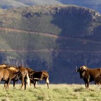 Wildlife in South Africa