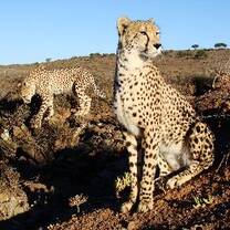 Cheetahs in the Eastern Cape