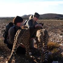 Cheetah Rehabilitation Volunteers in South Africa