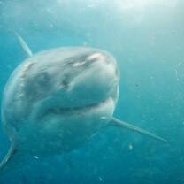 Shark Cave Diving Experience! - Courtesy of Jillian Pedrani