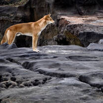 A dingo on Fraser Island - Photo copyright Brianna Elliott