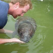 rehabilitating manatees