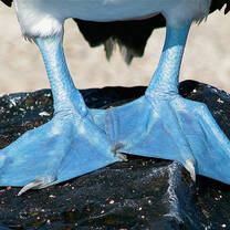 The feet of a Blue-Footed Booby