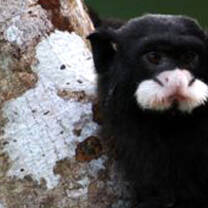 Wildlife in Peru