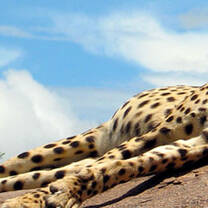 Holbrook Travel Study Abroad Program in Tanzania