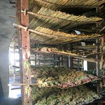 The Vin Santo grapes laying out to dry.