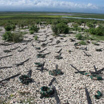 Community garden in Haiti