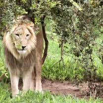 Wildlife rehabilitation in Zimbabwe