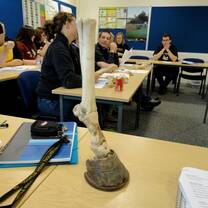 Students attending an equine care workshop, learning about horse anatomy and management in Scotland