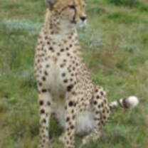 Cheetah conservation