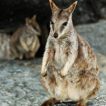 Wallabes in Australia
