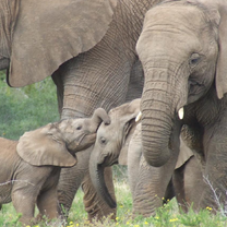 elephants playing on a reserve in South Africa