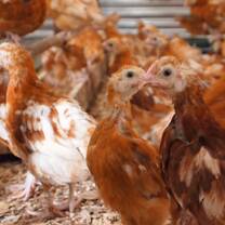 Help build a sustainable lifestyle for farmers in Kenya