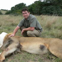 A volunteer with a sedated lion