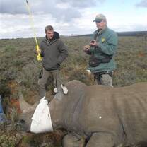 Volunteers Capturing a Rhino