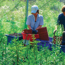 Volunteers working in fields in Canada