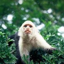 Wildlife conservation with South America inside