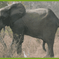 Elephant conservation program 