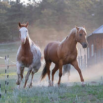 Horse Guest Ranch Hospitality 