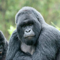 Mountain Gorilla