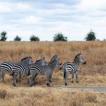 Wild zebras roaming through the grasslands of Tanzania during the dry season.