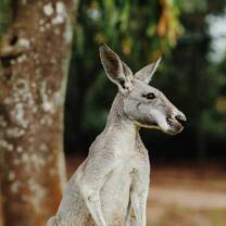 Kangaroo