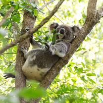 Koala in a tree.