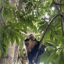 Wildlife in Costa Rica