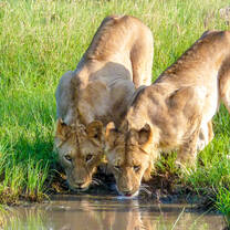 Lions drink from a lake.