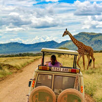 Safari jeep with giraffe in Tazania.