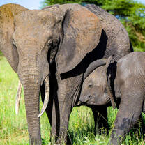 Elephants in Tanzania.